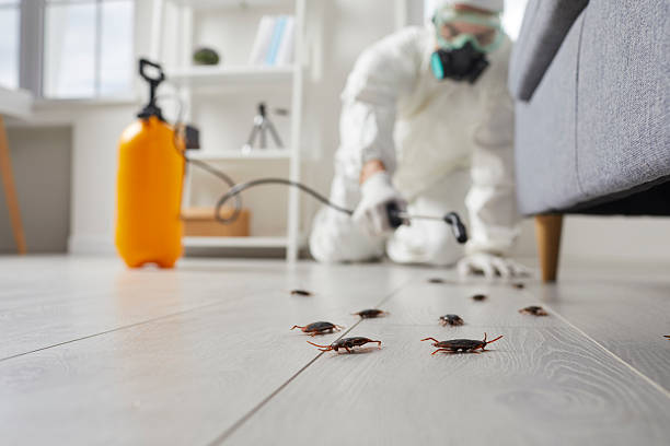 Commercial Rodent Management in Leilani Estates